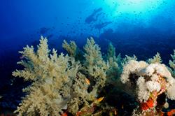 Red Sea scuba diving holidays.